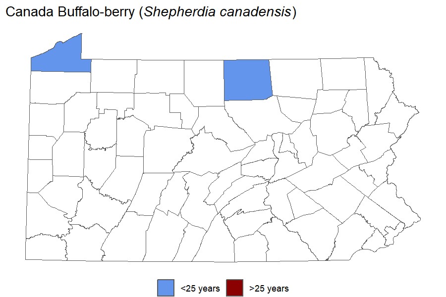 Buffalo-berry"